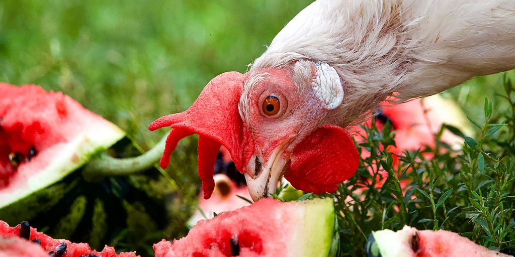 Watermelon For Chickens