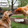 Can Chickens Eat Dog Food