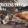 Can Chickens Eat CAT Food